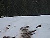 58. Snow coming down, no tracks!.jpg