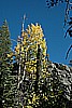 134. More trees..jpg