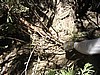 12. Terry replicates Jackass and decides to grab the Rattlesnake..jpg