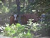 58. And more cows..jpg