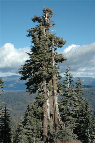 26. Cool Tree..jpg
