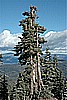 26. Cool Tree..jpg