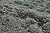 108. And A Can Boneyard Which Usually Indicate a Chinese Mine..jpg