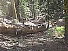 072. Our 2nd tree at McAdams Lake..jpg