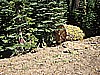 037. Only one small piece near the road..jpg