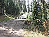 40. Mr. Bill near the tree removal site..jpg