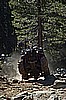 166. Jack hits a rock and pops a nice one..jpg