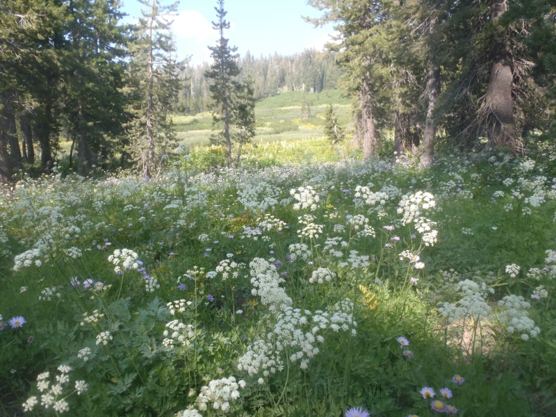 09. My turn..Meadow Lake was busting with flowers in Sept!.jpg