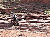 230. Dusty gives Larry a hand..jpg