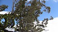 18. The tree..jpg