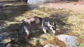 09. Does my dog now have to use the bridge..jpg