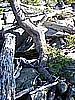 119. We walk past this pile of logs all tangled..jpg