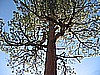 141. Cool branches...OH MY GOD, I'm Ansel..jpg