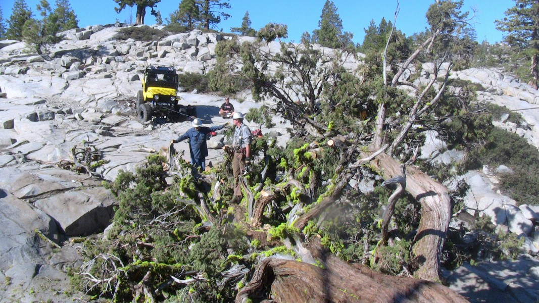 tree009.jpg