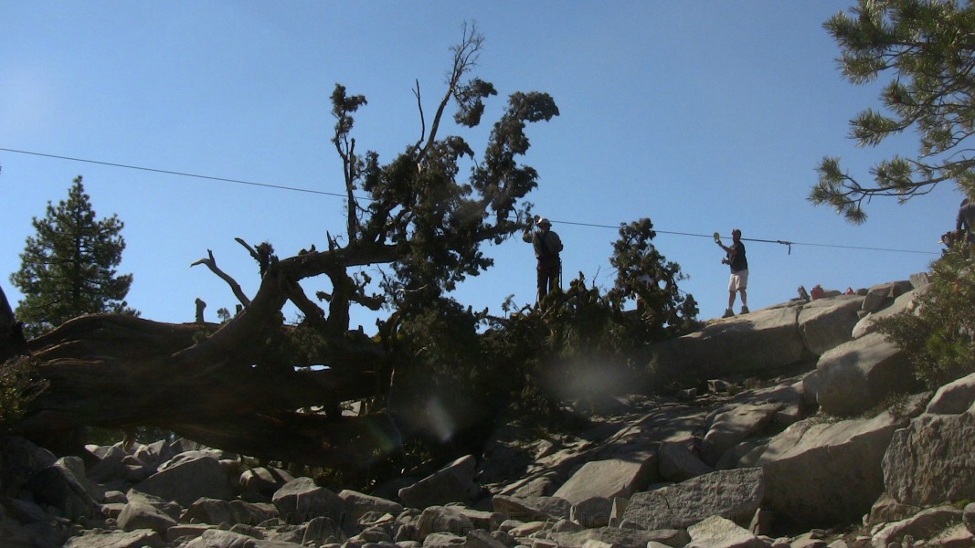 tree021.jpg