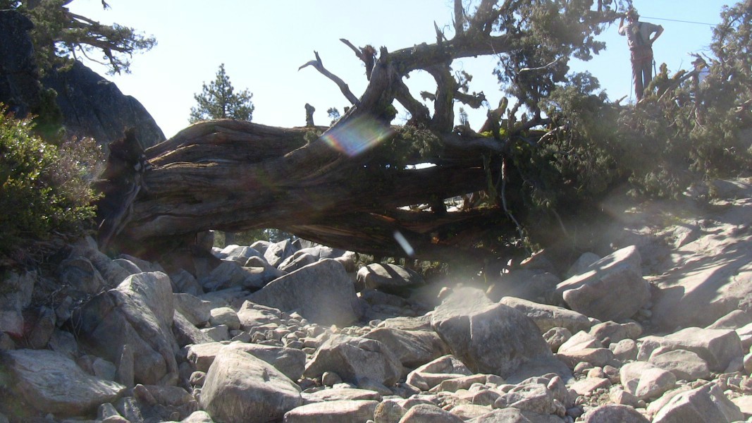 tree023.jpg
