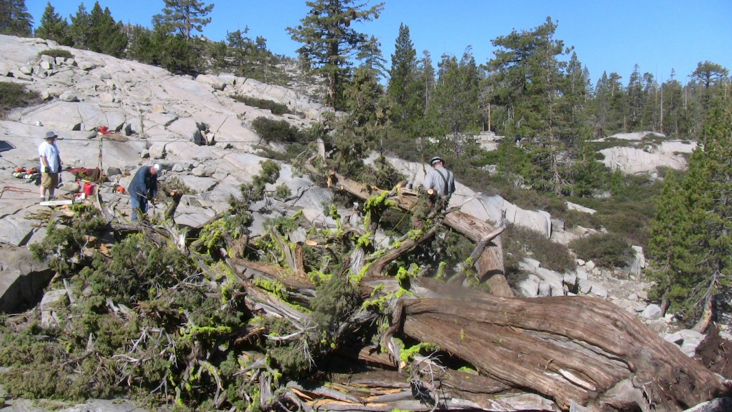 tree031.jpg