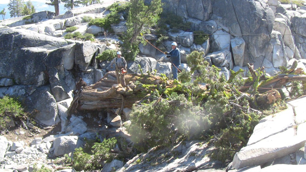 tree037.jpg