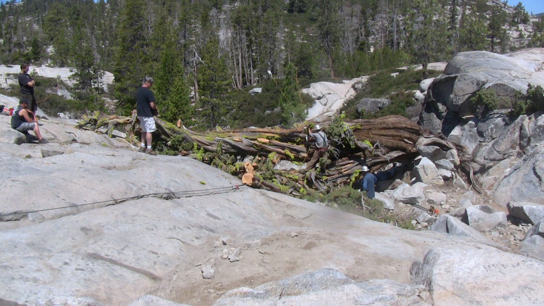 tree054.jpg