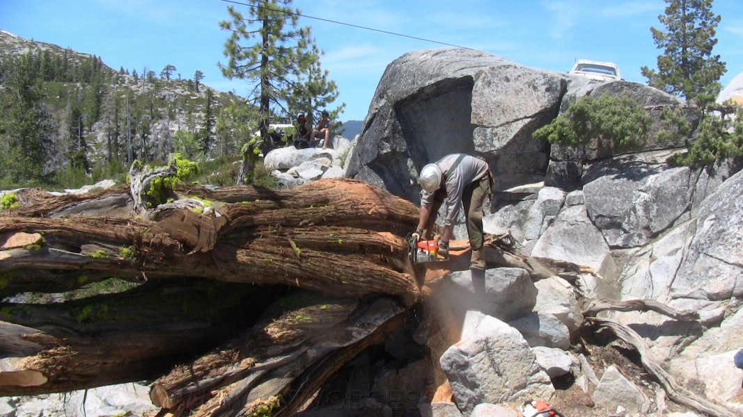 tree076.jpg