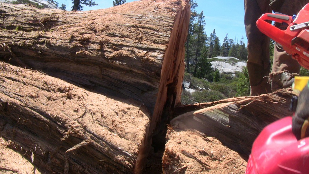 tree079.jpg