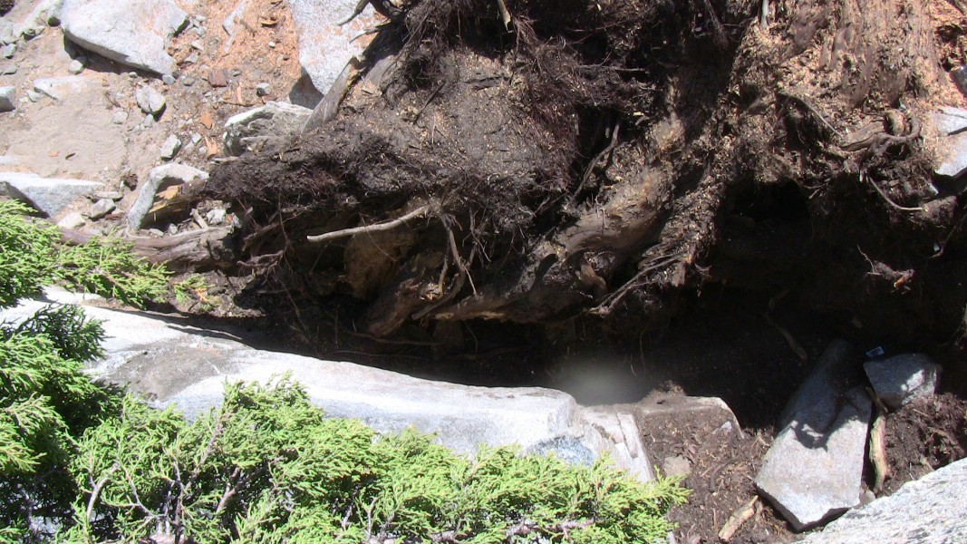 tree103.jpg