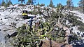 tree009.jpg