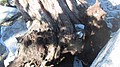 tree011.jpg