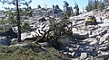 tree014.jpg