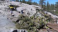 tree034.jpg