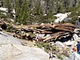 tree051.jpg