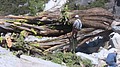 tree055.jpg