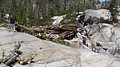tree057.jpg
