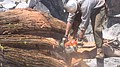 tree077.jpg