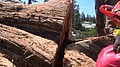 tree079.jpg