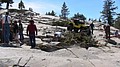 tree107.jpg