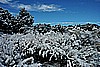 240. Great contrast between the white and blue..jpg