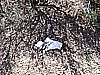 042. Snow clings to ground..jpg