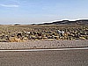 124. Headed back, we run into more horses..jpg
