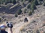 30. Amazing what they climb..jpg