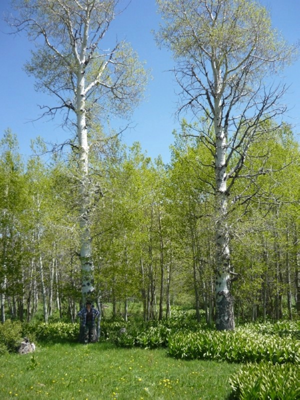 12.Huge Aspens.jpg