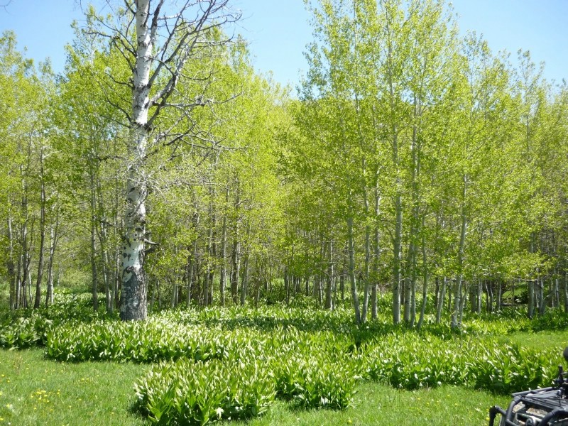 14.Aspen Grove.jpg