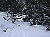 091. We got thwarted by a tree..jpg